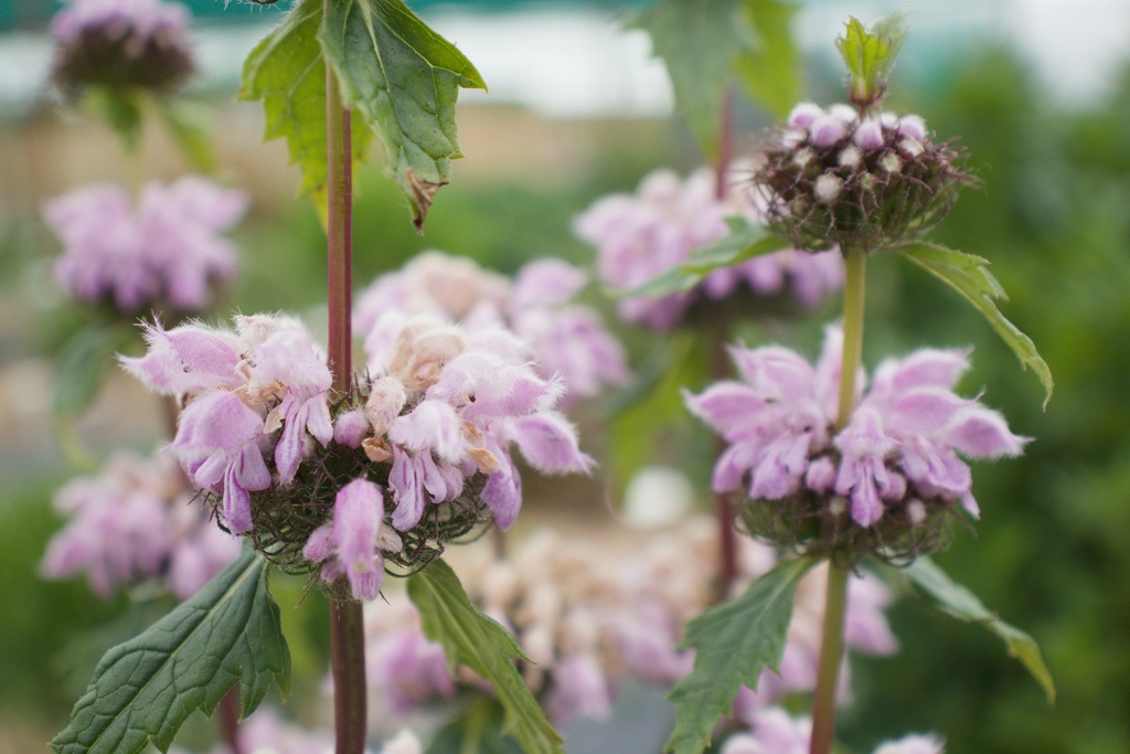 Phlomis tuberosa 'Amazone'