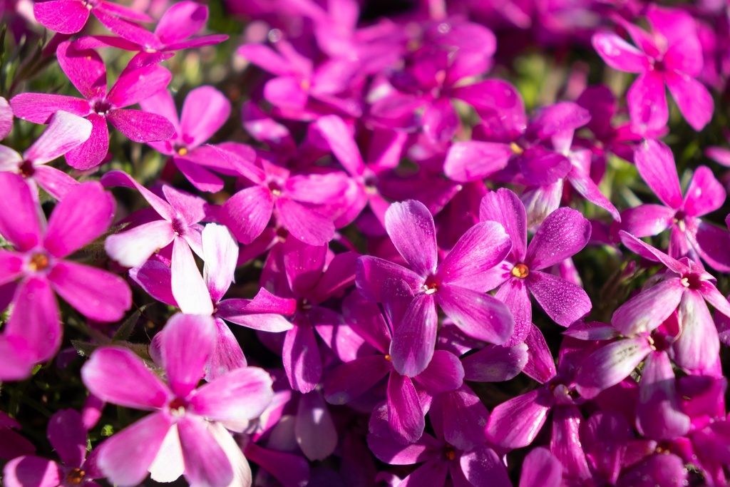 Phlox douglasii 'Crackerjack' (Bio)
