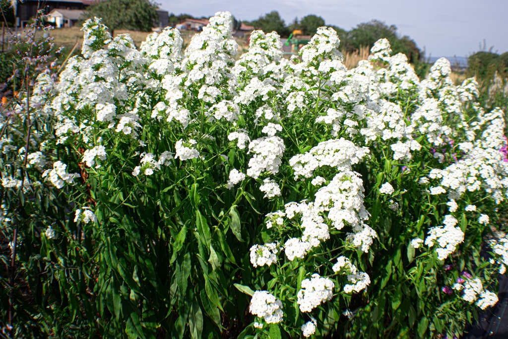 Phlox paniculata 'Casablanca'