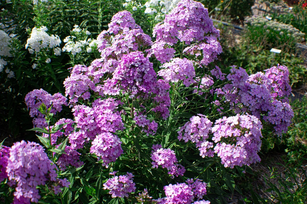 Phlox paniculata 'Hesperis'