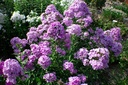 Phlox paniculata 'Hesperis'