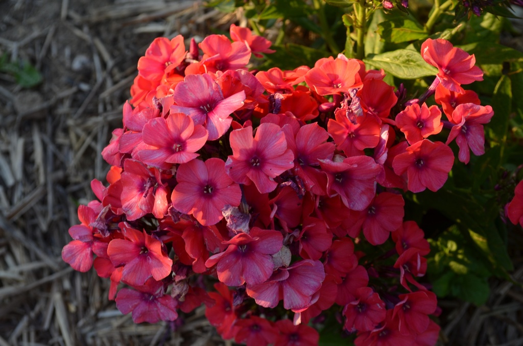 Phlox paniculata 'Orange Perfection' (Bio)