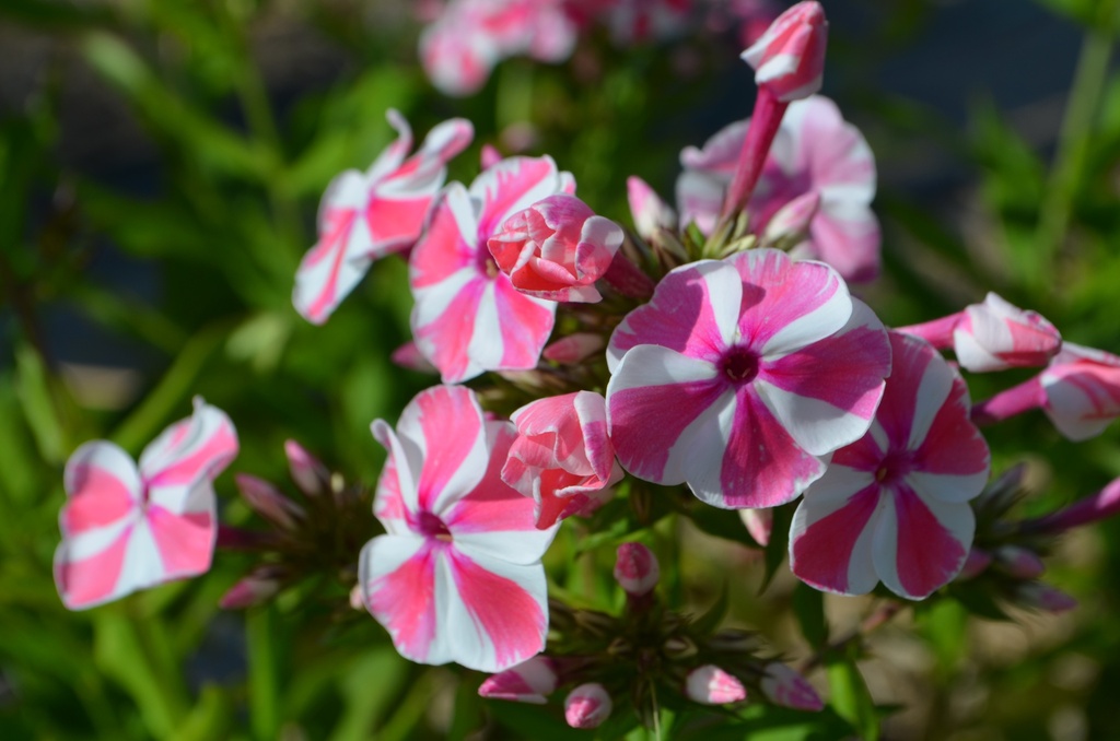 Phlox paniculata 'Peppermint Twist'