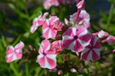 Phlox paniculata 'Peppermint Twist'