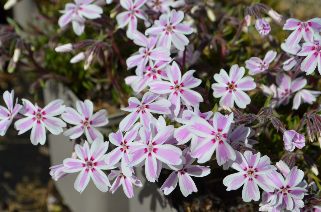 Phlox subulata 'Candy Stripes'