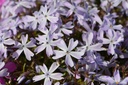Phlox subulata 'Emerald Cushion Blue'