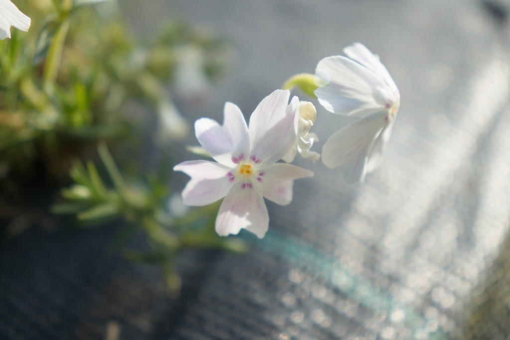 Phlox subulata 'Maischnee'