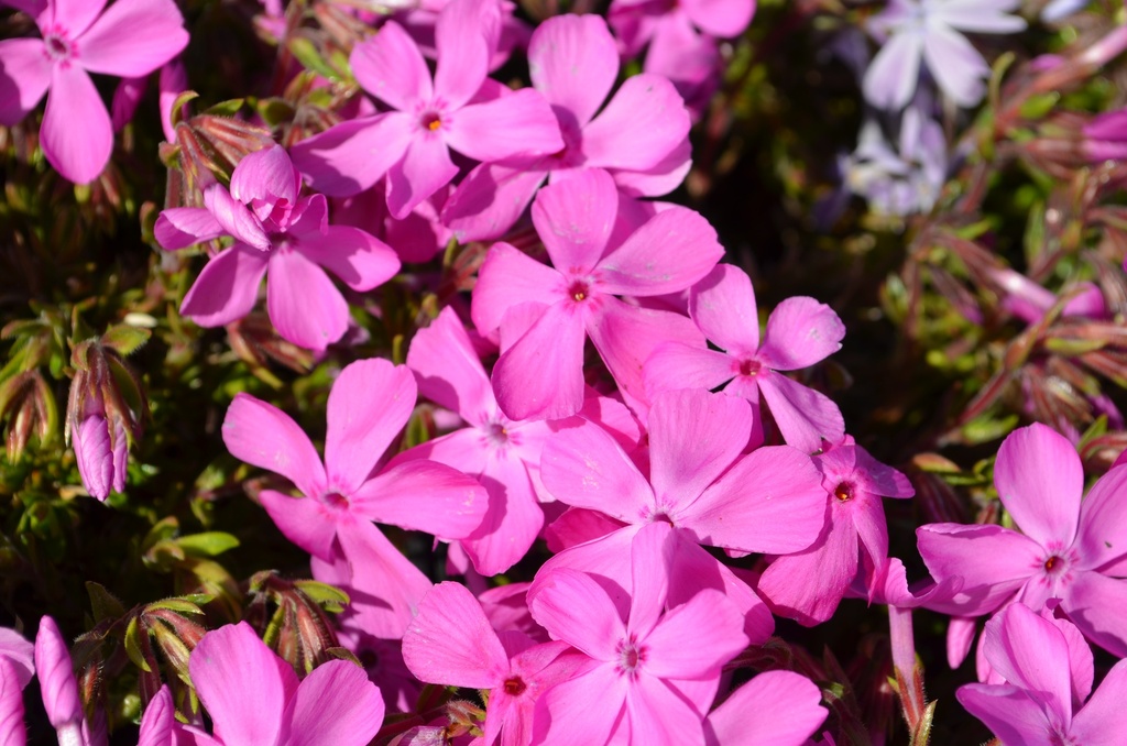 Phlox subulata 'Mc Daniel's Cushion'