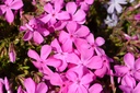 Phlox subulata 'Mc Daniel's Cushion'