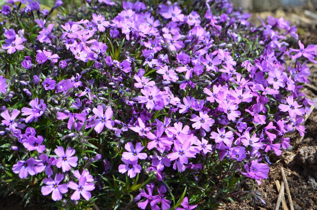 Phlox subulata 'Purple Beauty' (Bio)