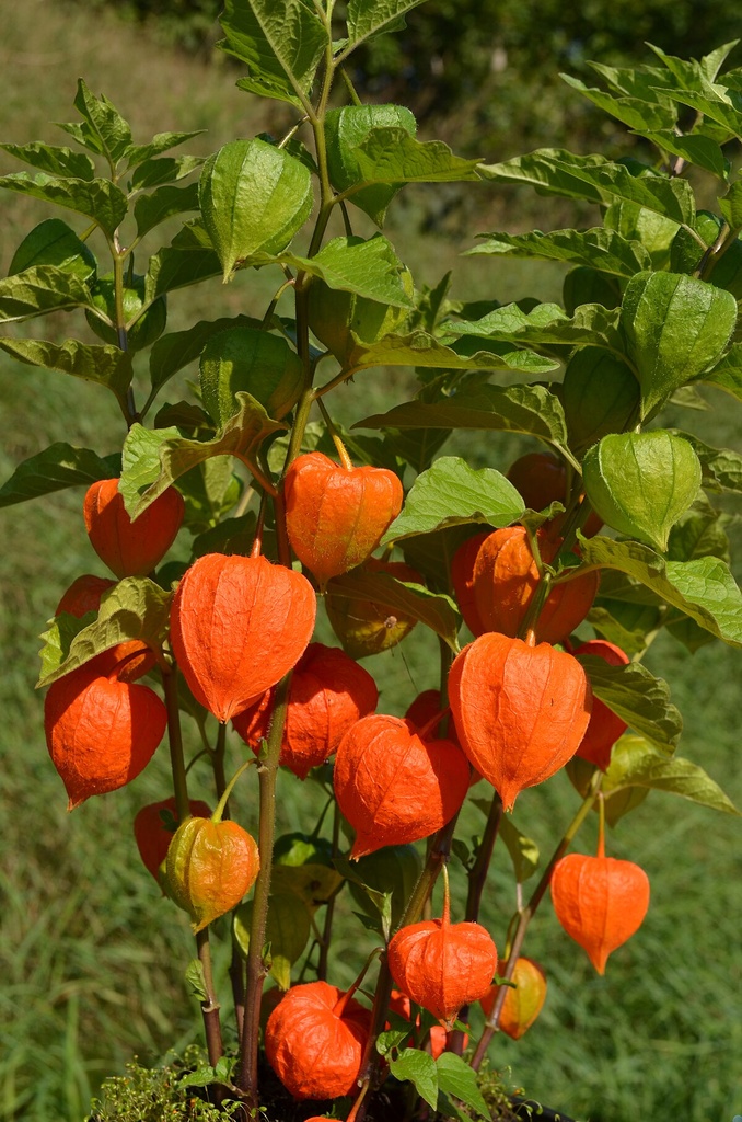 Physalis alkekengi var. franchetii