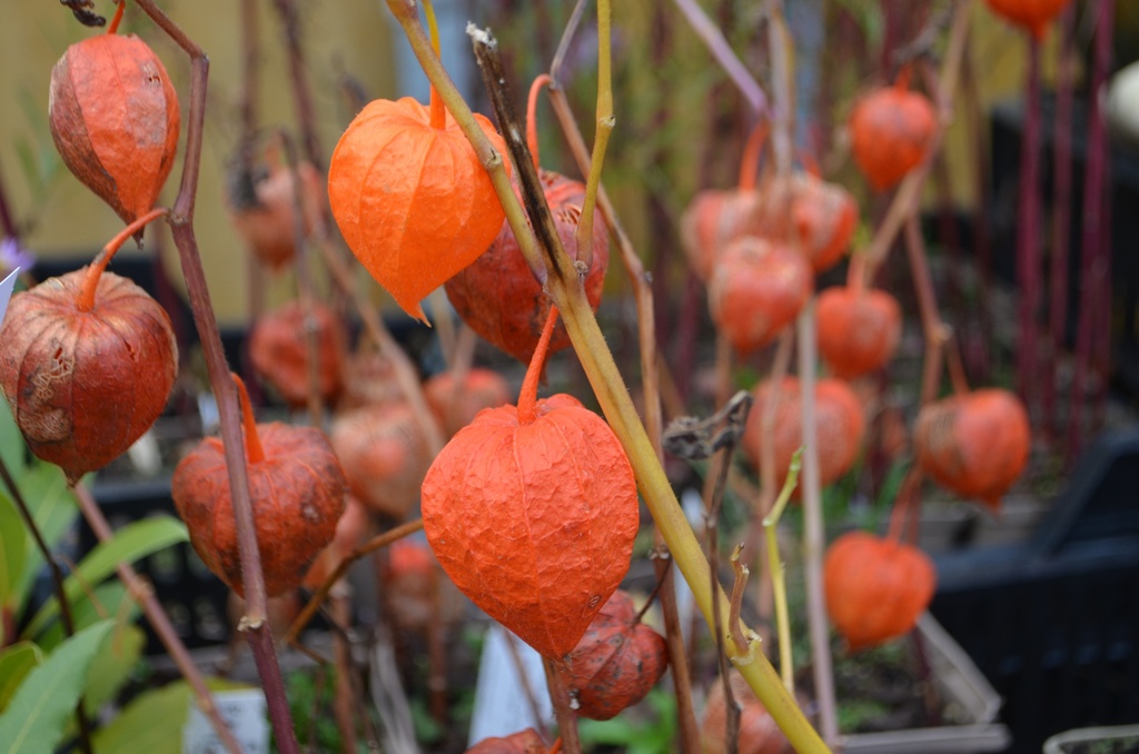 Physalis alkekengi var. franchetii