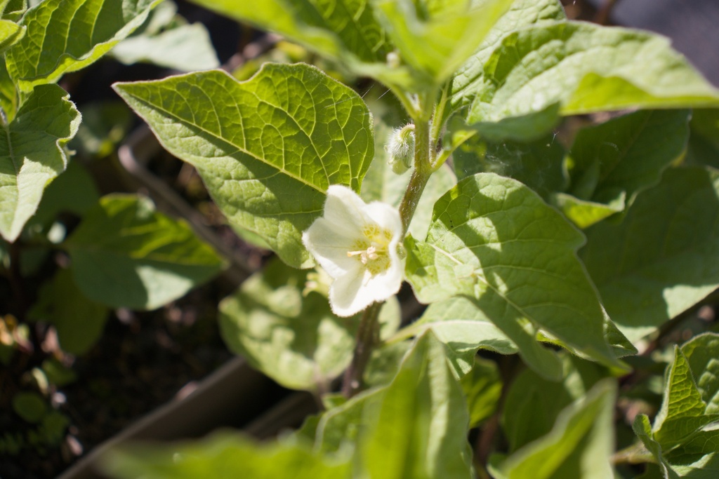 Physalis alkekengi var. franchetii