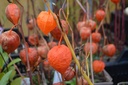 Physalis alkekengi var. franchetii