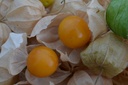 Physalis peruviana