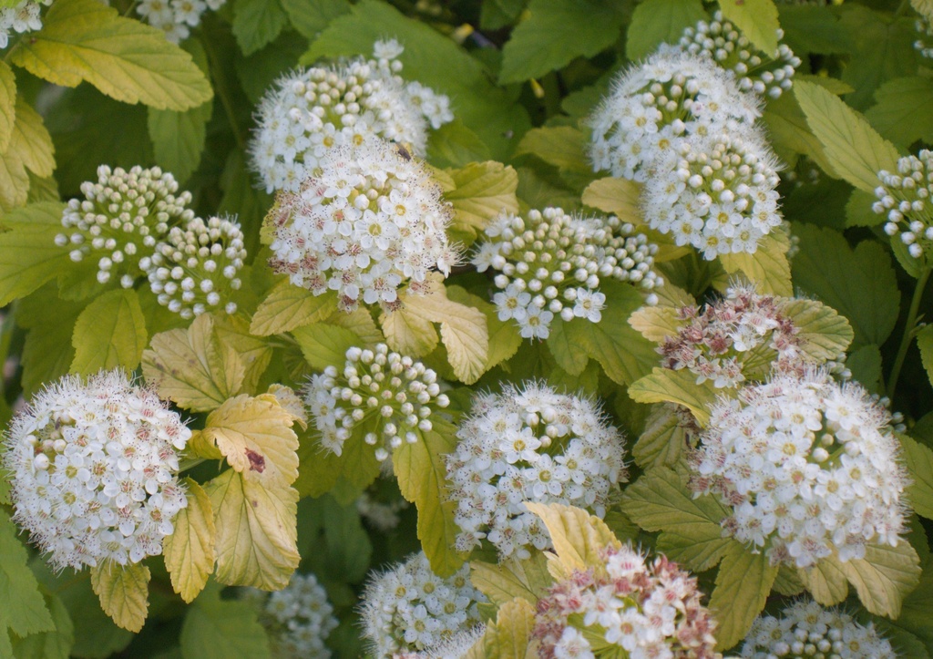 Physocarpus opulifolius 'Angel Gold' (Bio, 1L)