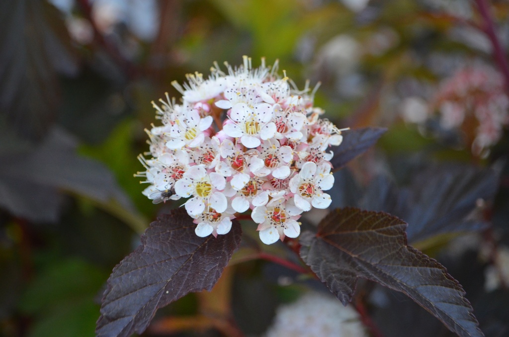 Physocarpus opulifolius 'Diable d'Or'