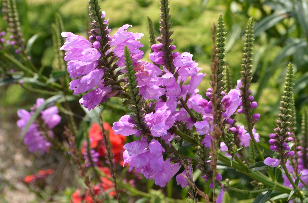 Physostegia virginiana 'Red Beauty' (Bio)