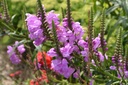 Physostegia virginiana 'Red Beauty'