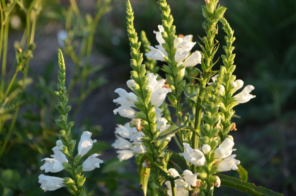 Physostegia virginiana 'Summer Snow'