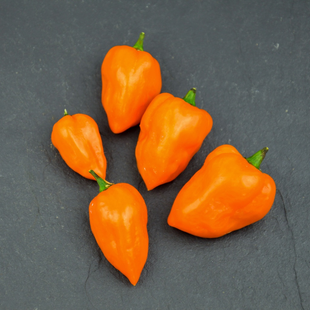 Piment très fort 'Habanero'