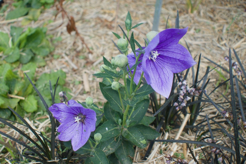 Platycodon grandiflorus 'Mariesii'