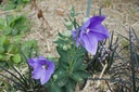 Platycodon grandiflorus 'Mariesii'