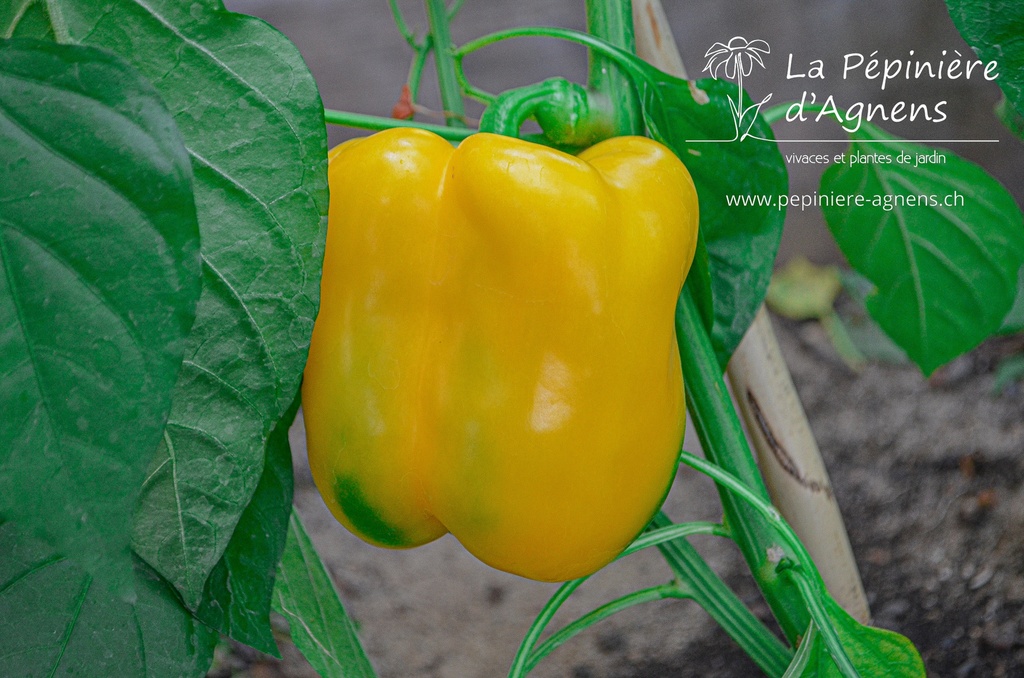 Poivron jaune