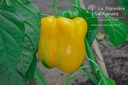 Poivron jaune
