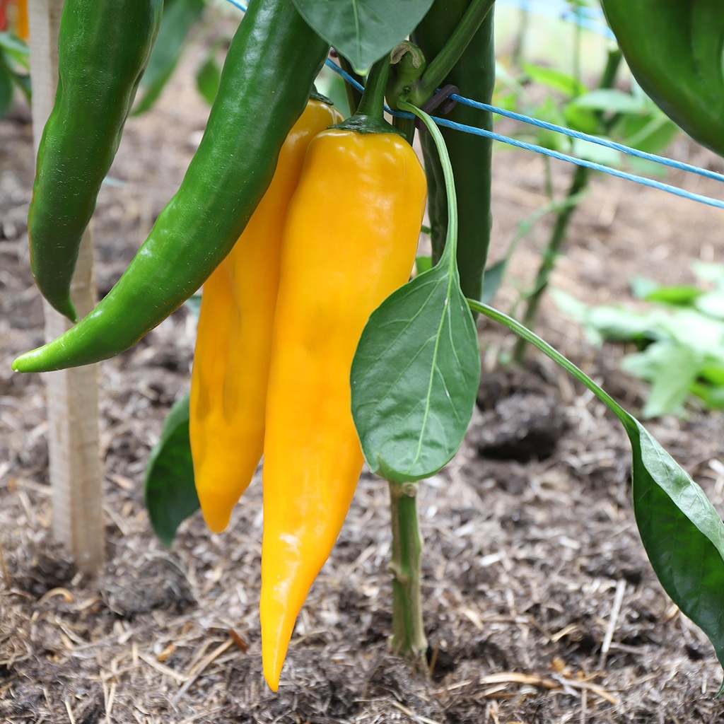 Poivron grands fruits doux 'Corne de taureau jaune'