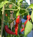 Poivron grands fruits doux 'Corne de taureau rouge'