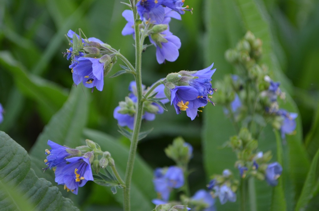 Polemonium caeruleum (Bio, 0.5 Lt.)