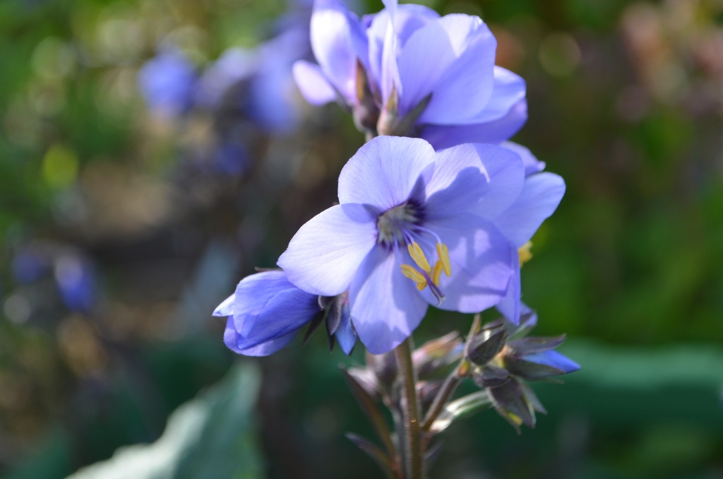 Polemonium hybride 'Bressingham Purple' (Bio, 1L)