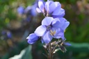 Polemonium hybride 'Bressingham Purple'