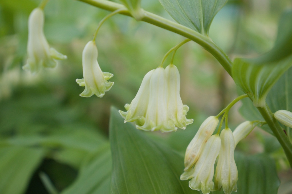 Polygonatum commutatum (Bio)