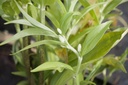 Polygonatum hybridum 'Weihenstephan'