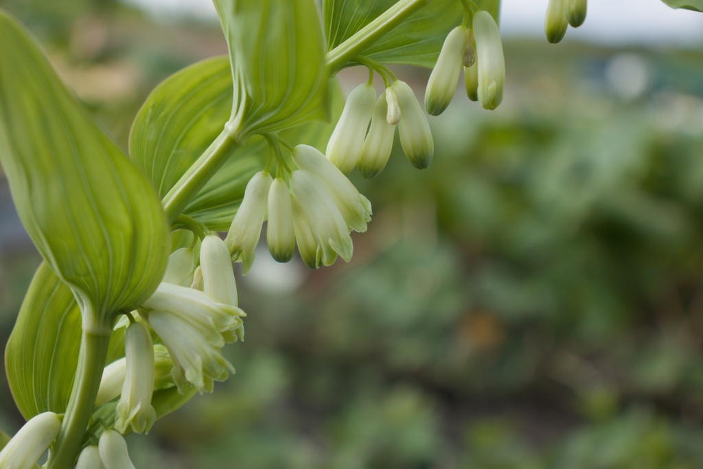 Polygonatum multiflorum (Bio)
