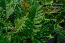 Polypodium vulgare
