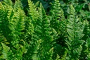Polystichum aculeatum