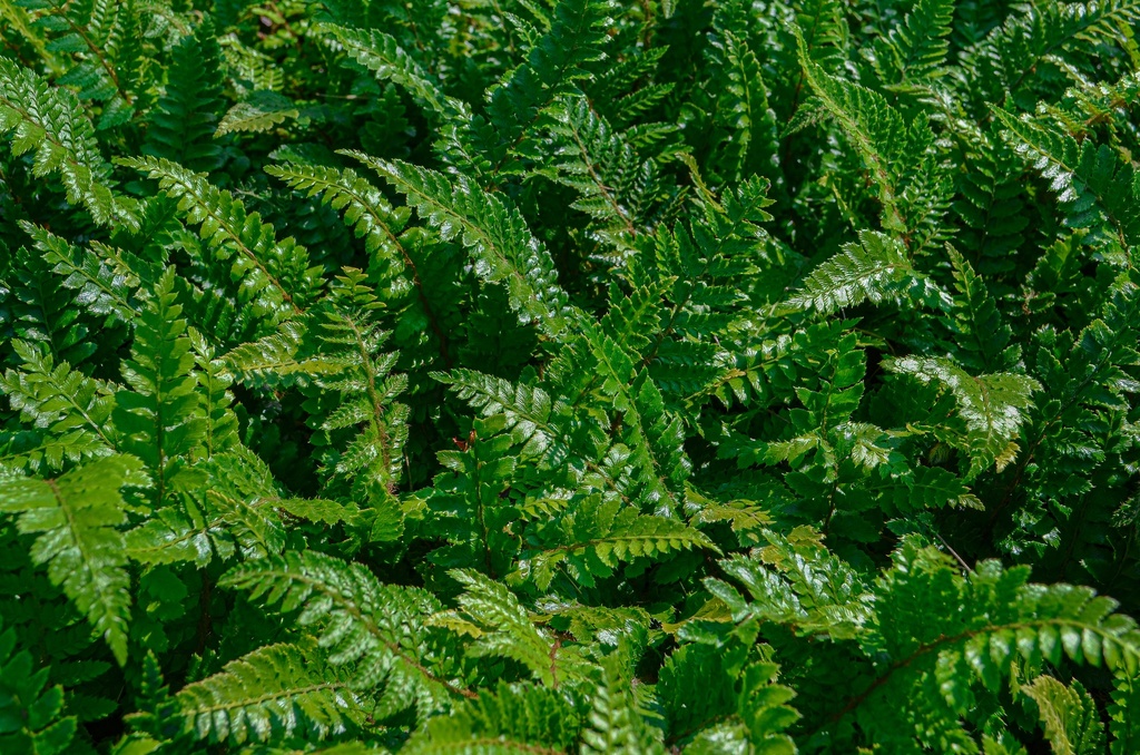 Polystichum polyblepharum (Bio)