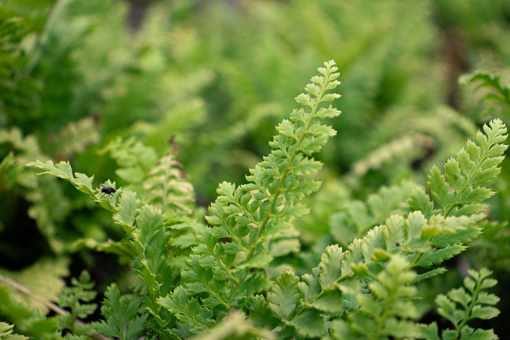 Polystichum setiferum (Bio)