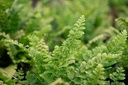 Polystichum setiferum