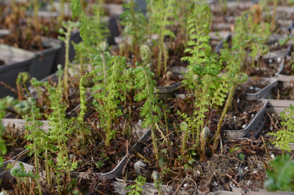 Polystichum setiferum 'Proliferum' (Bio)