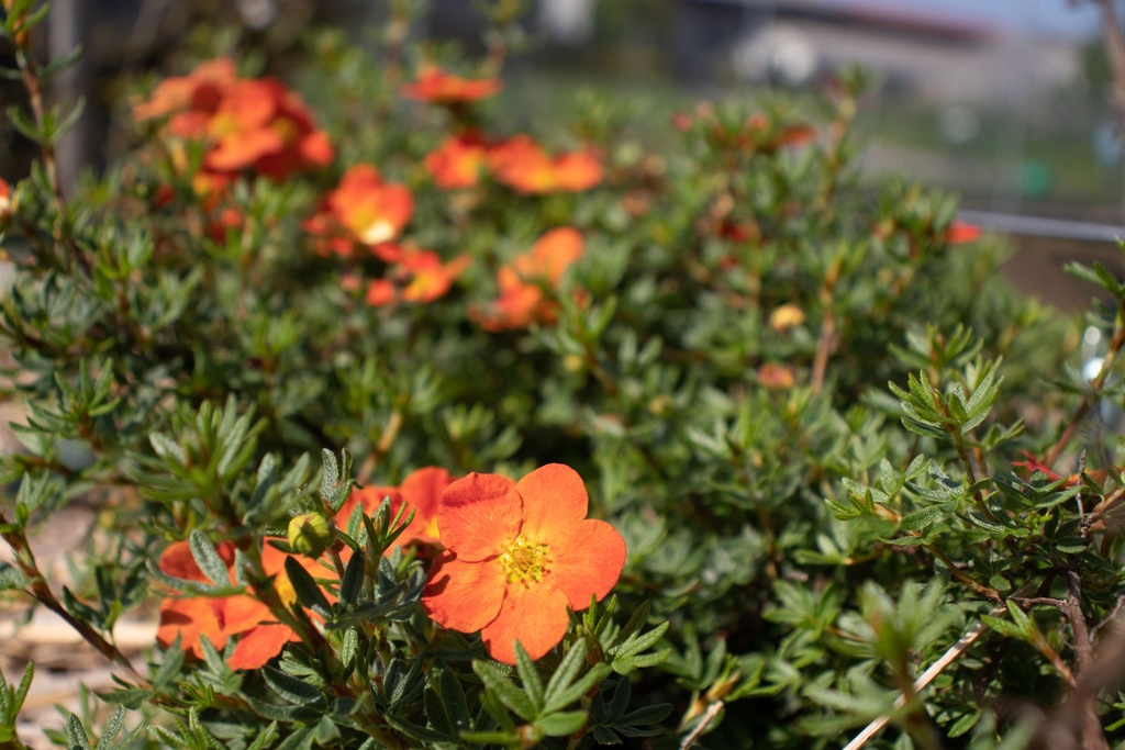 Potentilla fruticosa 'Red Ace'