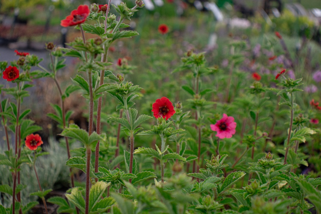 Potentilla hybride 'Gibson's Scarlet'