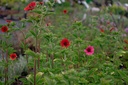 Potentilla hybride 'Gibson's Scarlet'