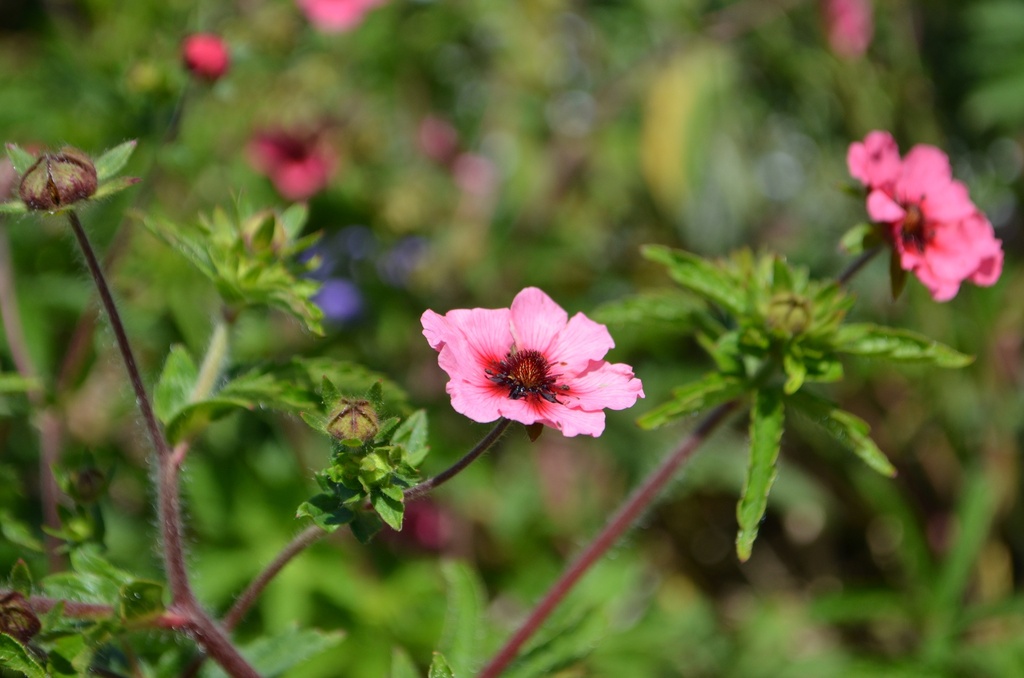 Potentilla nepalensis 'Miss Willmott'
