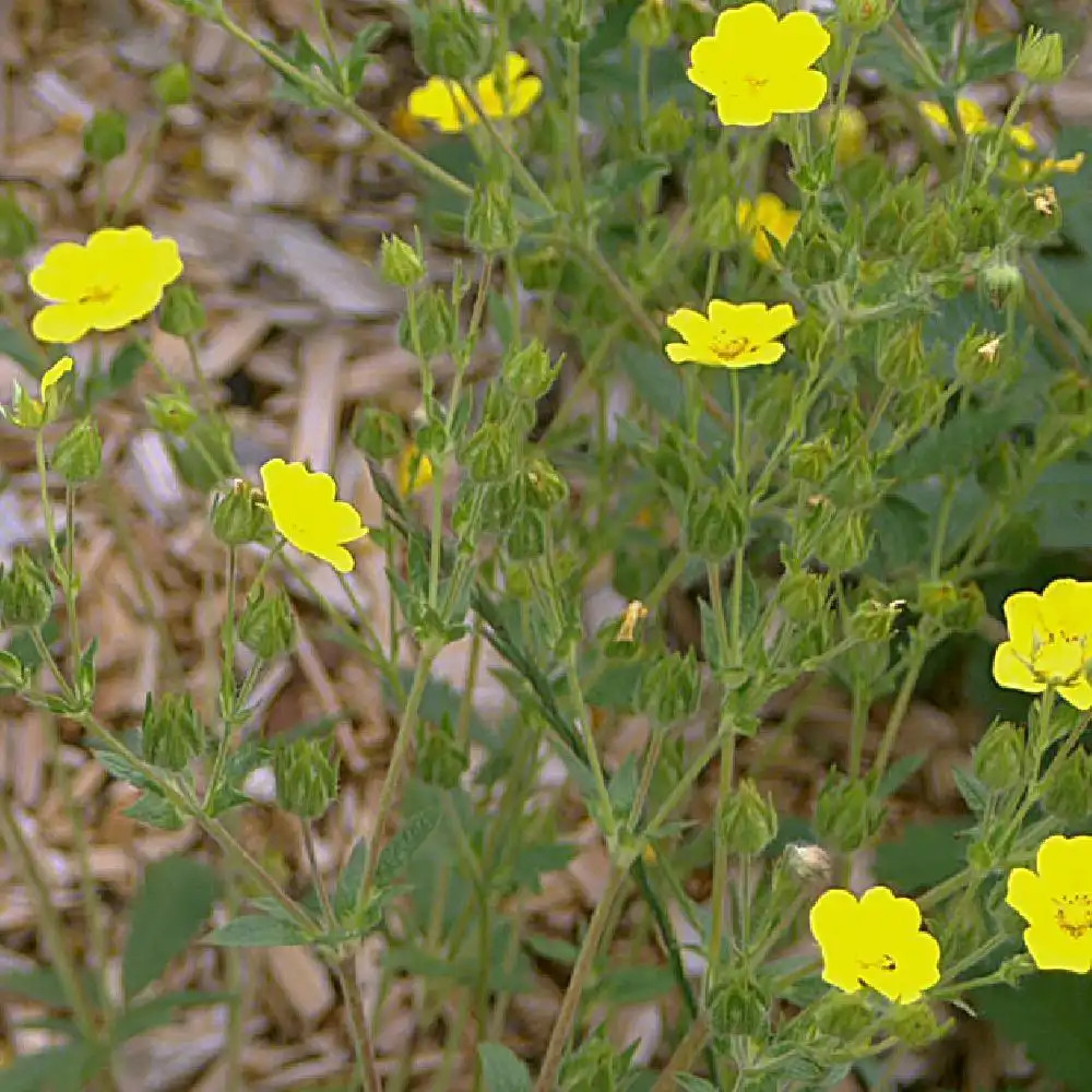 Potentilla recta