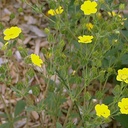 Potentilla recta
