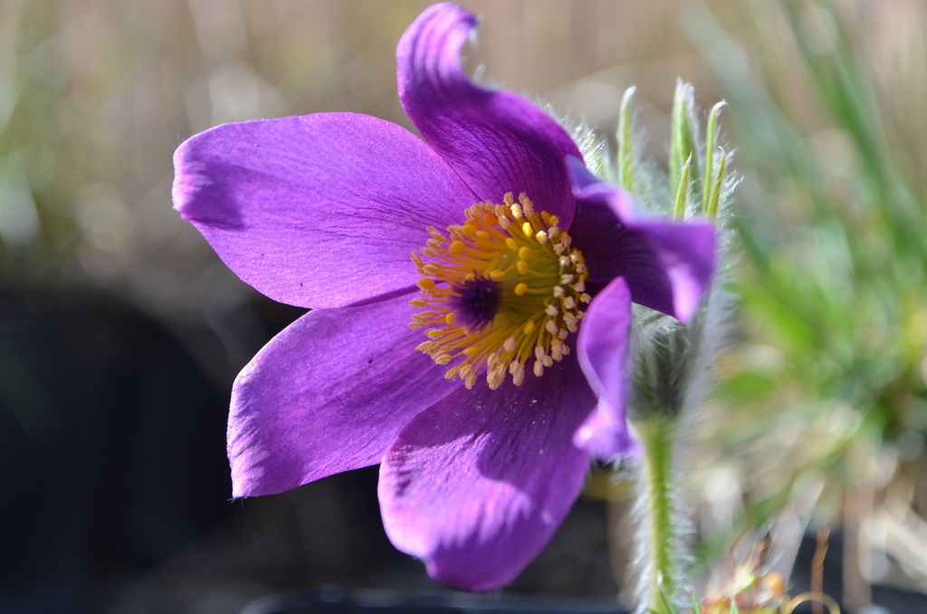 Pulsatilla vulgaris (Bio)